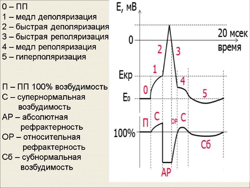 0 – ПП 1 – медл деполяризация 2 – быстрая деполяризация  3 –